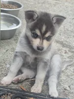Tessa, a female Alaskan Klee Kai for sale in Hallsboro, NC – 1 of 10