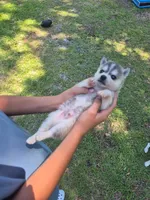 Odin, a male Alaskan Klee Kai for sale in Hallsboro, NC – 8 of 10