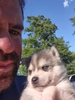 Odin, a male Alaskan Klee Kai for sale in Hallsboro, NC – 6 of 10