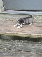 Thor, a male Alaskan Klee Kai for sale in Hallsboro, NC – 10 of 10