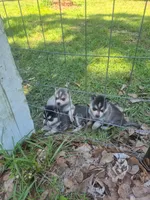 Thor, a male Alaskan Klee Kai for sale in Hallsboro, NC – 2 of 10