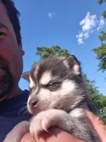 Tessa, a female Alaskan Klee Kai for sale in Hallsboro, NC – 2 of 10