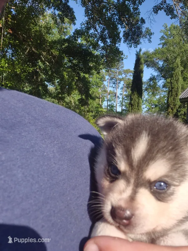 Tessa – Alaskan Klee Kai puppy for sale in Hallsboro, NC