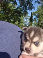 Tessa, a female Alaskan Klee Kai for sale in Hallsboro, NC – 1 of 10