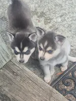 Tessa, a female Alaskan Klee Kai for sale in Hallsboro, NC – 10 of 10