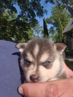 Tessa, a female Alaskan Klee Kai for sale in Hallsboro, NC – 5 of 10