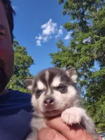 Thor, a male Alaskan Klee Kai for sale in Hallsboro, NC – 4 of 10