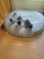 Tessa, a female Alaskan Klee Kai for sale in Hallsboro, NC – 8 of 10