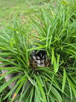 Thor, a male Alaskan Klee Kai for sale in Hallsboro, NC – 9 of 10