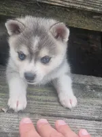Odin, a male Alaskan Klee Kai for sale in Hallsboro, NC – 10 of 10