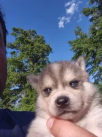 Odin, a male Alaskan Klee Kai for sale in Hallsboro, NC – 1 of 10