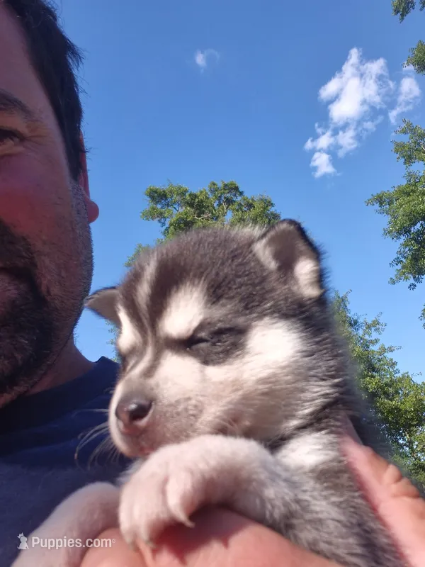 Thor – Alaskan Klee Kai puppy for sale in Hallsboro, NC