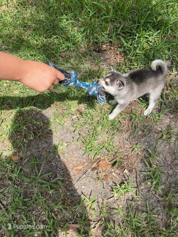 Tessa – Alaskan Klee Kai puppy for sale in Hallsboro, NC