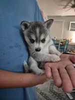 Odin, a male Alaskan Klee Kai for sale in Hallsboro, NC – 2 of 10