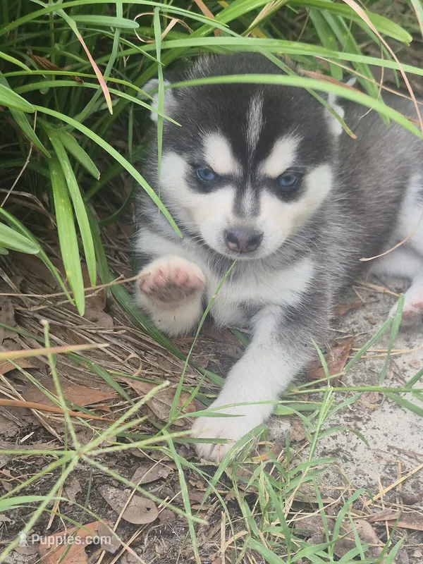 Thor, a male Alaskan Klee Kai for sale in Hallsboro, NC – 1 of 10