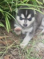 Thor, a male Alaskan Klee Kai for sale in Hallsboro, NC – 1 of 10