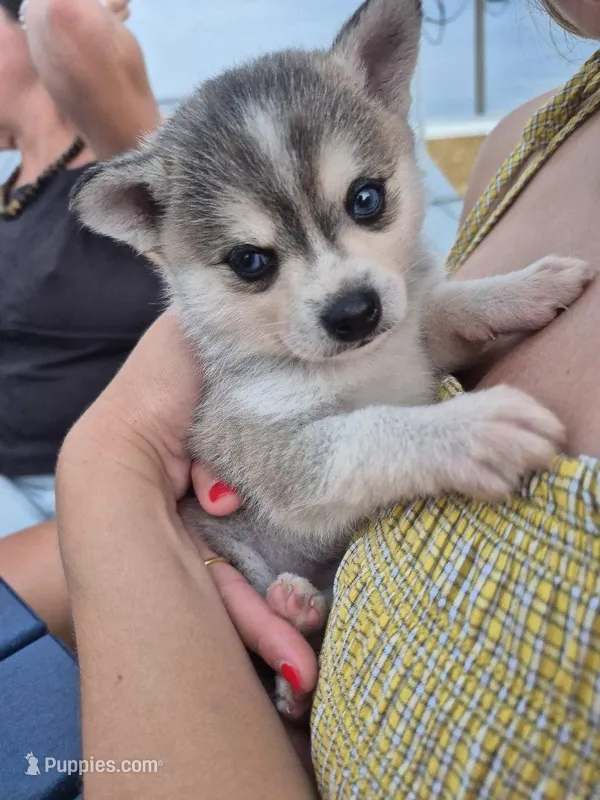 Odin – Alaskan Klee Kai puppy for sale in Hallsboro, NC