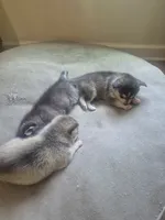 Tessa, a female Alaskan Klee Kai for sale in Hallsboro, NC – 6 of 10