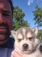 Odin, a male Alaskan Klee Kai for sale in Hallsboro, NC – 4 of 10