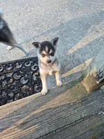 Tessa, a female Alaskan Klee Kai for sale in Hallsboro, NC – 5 of 10