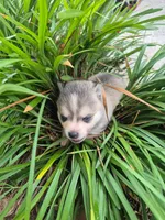 Odin, a male Alaskan Klee Kai for sale in Hallsboro, NC – 2 of 10