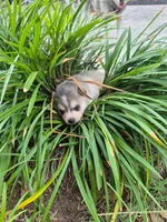 Odin, a male Alaskan Klee Kai for sale in Hallsboro, NC – 7 of 10