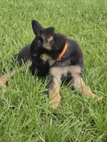 Orange collar, a male German Shepherd Dog for sale in Webster, FL – 3 of 9