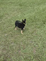 Yellow collar , a female German Shepherd Dog for sale in Webster, FL – 3 of 5