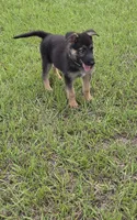 Green collar , a male German Shepherd Dog for sale in Webster, FL – 9 of 10