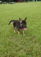 Red collar , a male German Shepherd Dog for sale in Webster, FL – 3 of 6