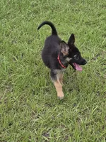 Pink collar, a female German Shepherd Dog for sale in Webster, FL – 7 of 7