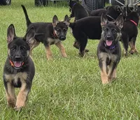 Orange collar, a male German Shepherd Dog for sale in Webster, FL – 6 of 9