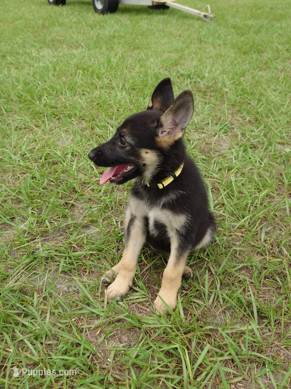 Yellow collar  – German Shepherd Dog puppy for sale in Webster, FL