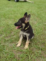 Yellow collar , a female German Shepherd Dog for sale in Webster, FL – 1 of 5