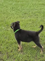 Green collar , a male German Shepherd Dog for sale in Webster, FL – 6 of 10
