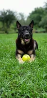 Purple collar , a female German Shepherd Dog for sale in Webster, FL – 5 of 5