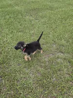 Pink collar, a female German Shepherd Dog for sale in Webster, FL – 5 of 7