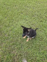 Pink collar, a female German Shepherd Dog for sale in Webster, FL – 6 of 7