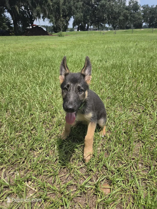 Green collar  – German Shepherd Dog puppy for sale in Webster, FL