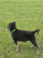 Green collar , a male German Shepherd Dog for sale in Webster, FL – 5 of 10