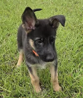 Orange collar, a male German Shepherd Dog for sale in Webster, FL – 8 of 9