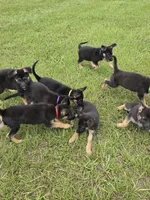 Red collar , a male German Shepherd Dog for sale in Webster, FL – 2 of 6