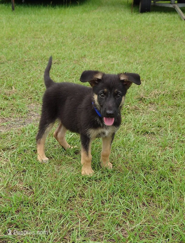 Blue collar – German Shepherd Dog puppy for sale in Webster, FL