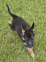 Purple collar , a female German Shepherd Dog for sale in Webster, FL – 3 of 5