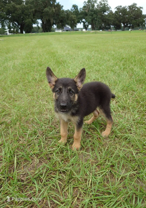 Red collar  – German Shepherd Dog puppy for sale in Webster, FL