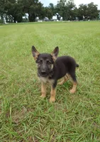 Red collar , a male German Shepherd Dog for sale in Webster, FL – 1 of 6