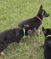 Pink collar, a female German Shepherd Dog for sale in Webster, FL – 4 of 7