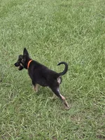Orange collar, a male German Shepherd Dog for sale in Webster, FL – 5 of 9