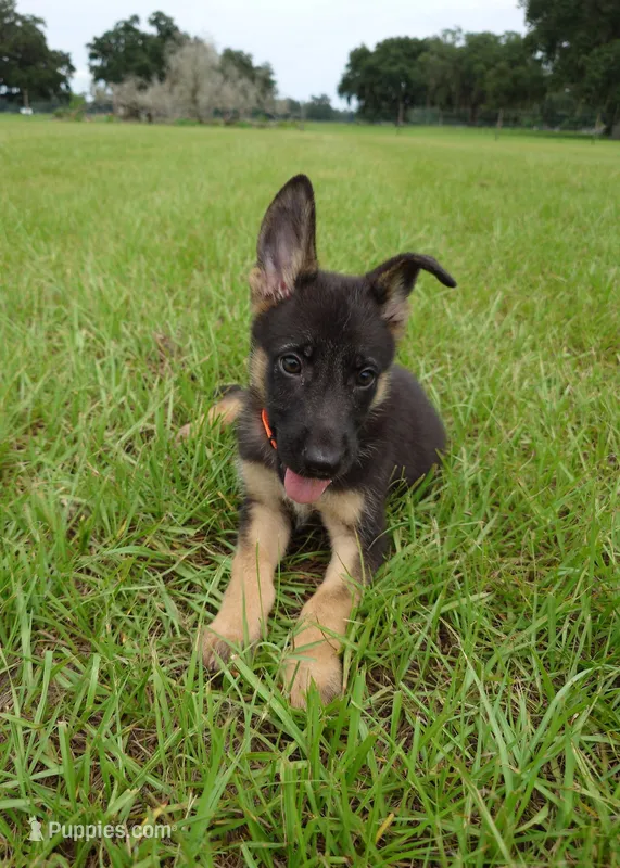 Orange collar – German Shepherd Dog puppy for sale in Webster, FL