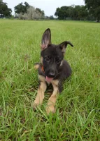 Orange collar, a male German Shepherd Dog for sale in Webster, FL – 1 of 9